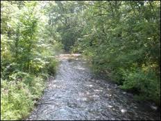 Stream surrounded by greenery