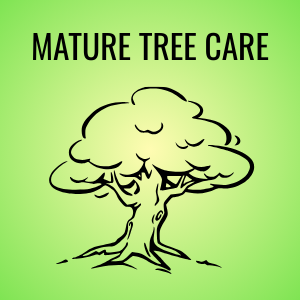 Mature Tree Care Button